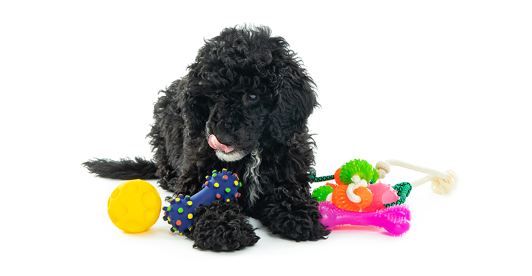Интересные игрушки для собак с пищалкой: в чем секрет привлекательности
